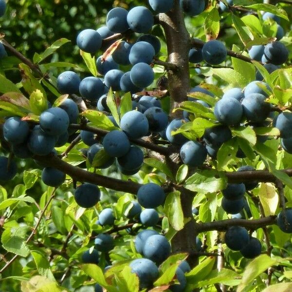 Prunus × fruticans Frucht