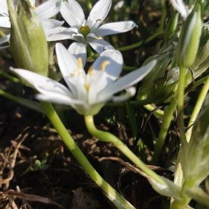 Ornithogalum umbellatum Habit