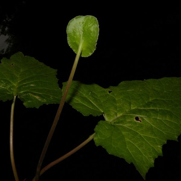 Dorstenia contrajerva Habit