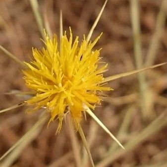 Centaurea solstitialis Flower