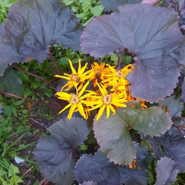 Ligularia dentata പുഷ്പം