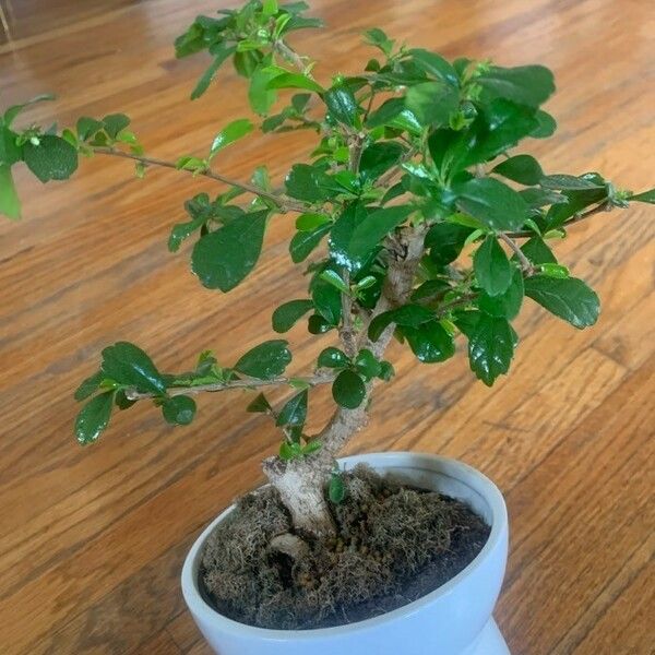 Ehretia microphylla Fuelha