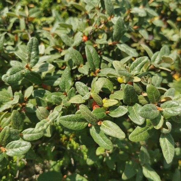 Shepherdia canadensis Φύλλο