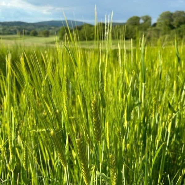 Hordeum vulgare Habitus