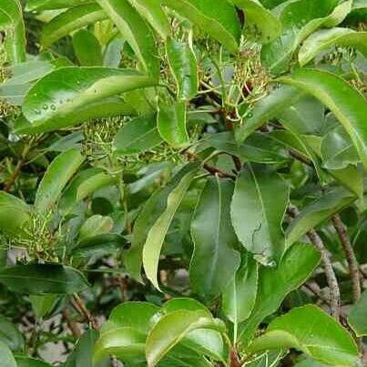 Arbutus andrachne Leaf