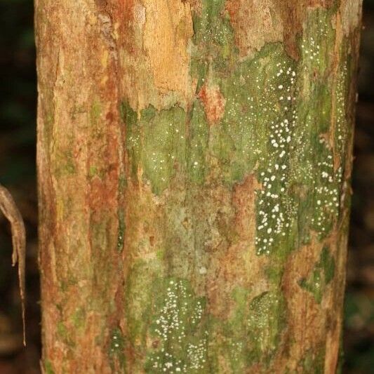 Posoqueria latifolia बार्क (छाल)