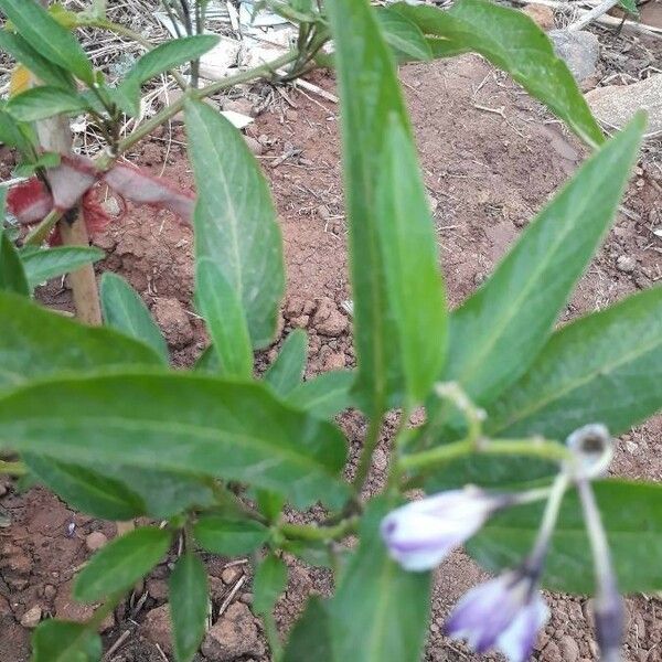 Solanum muricatum Blatt