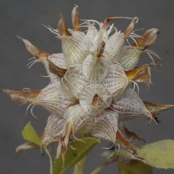 Trifolium spumosum Owoc