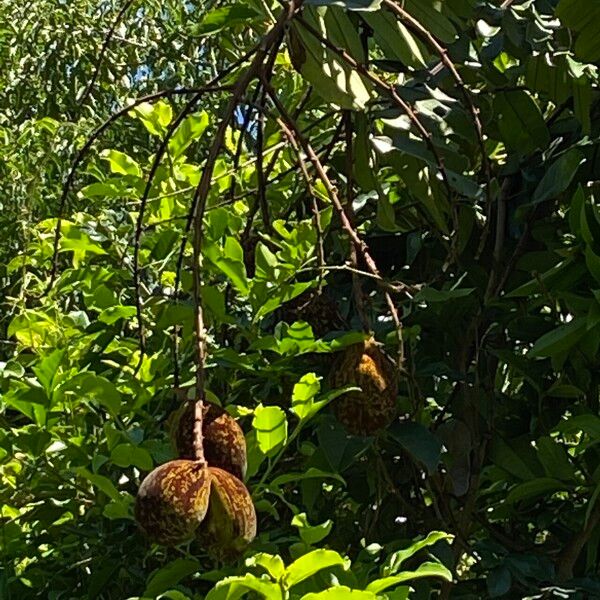 Homalolepis cedron फल