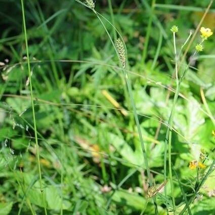 Carex buxbaumii Hábitos