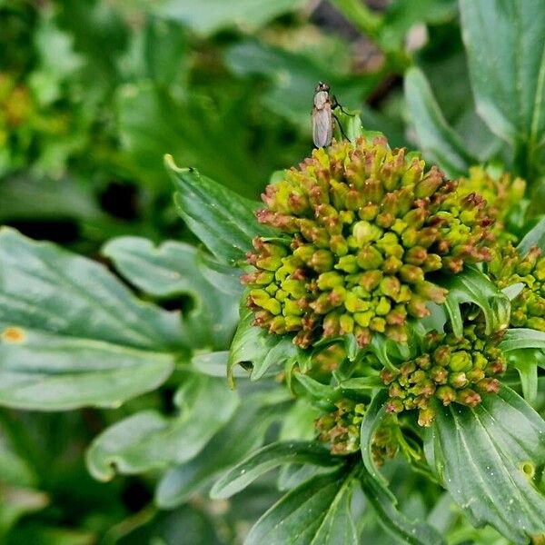 Barbarea vulgaris Blüte