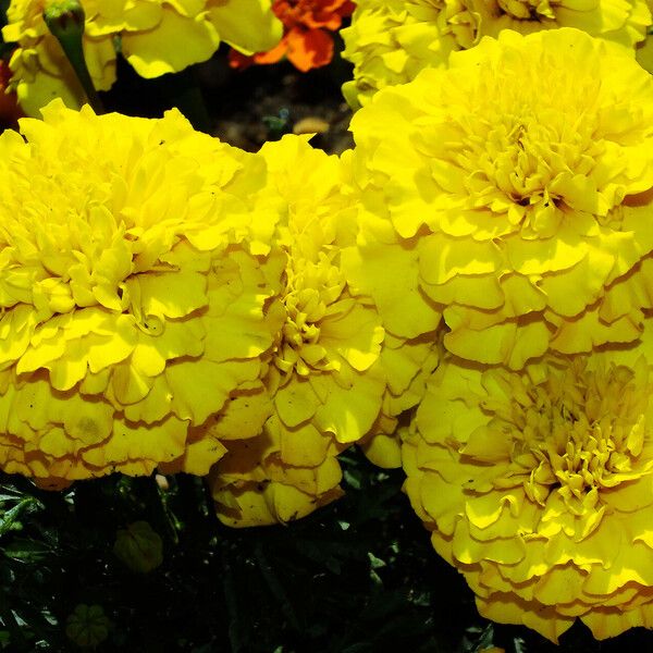 Tagetes erecta Flor