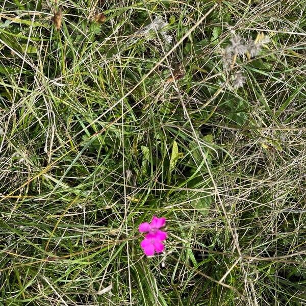 Dianthus carthusianorum Flor