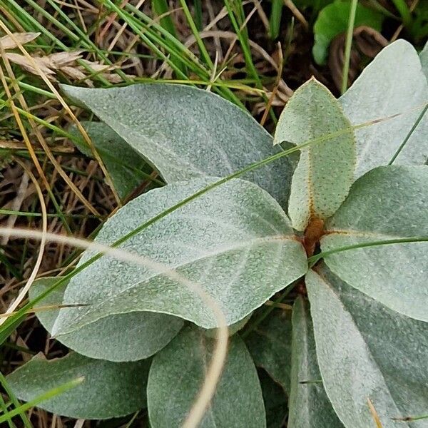 Elaeagnus commutata ഇല