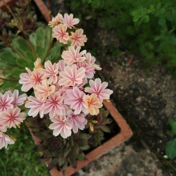 Lewisia cotyledon 花