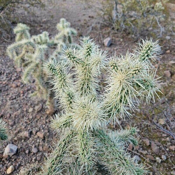 Cylindropuntia fulgida Лист