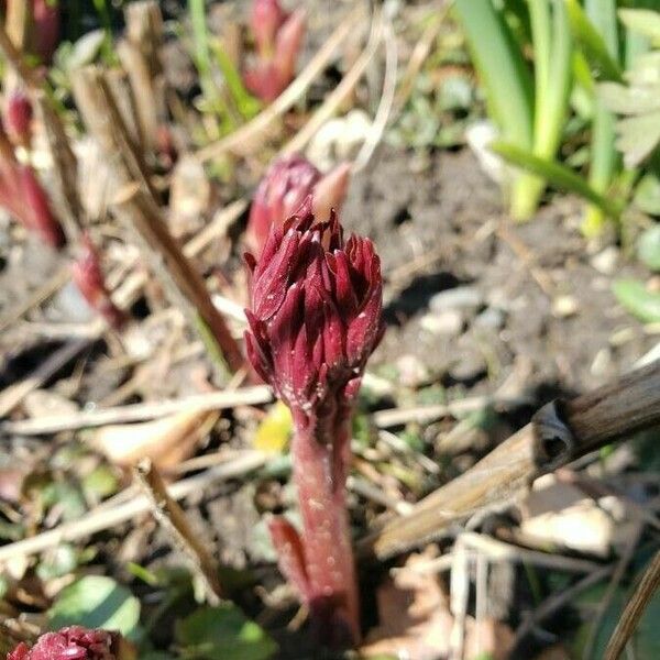 Orobanche hederae Habit