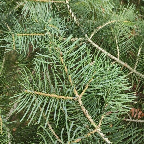 Abies concolor Leaf