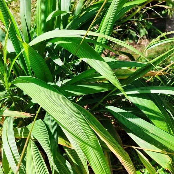 Setaria palmifolia ശീലം