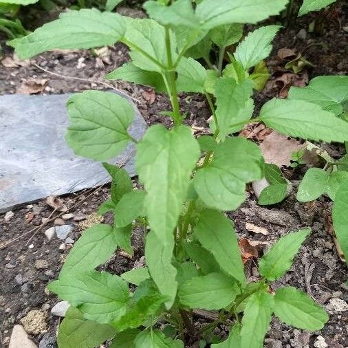 Scutellaria lateriflora Lehti