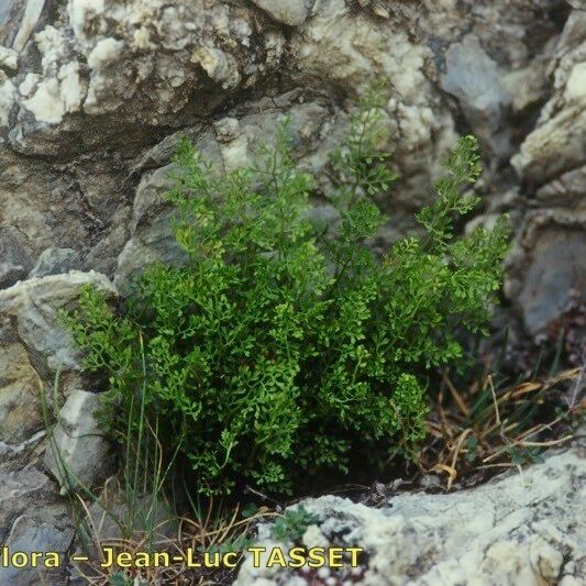 Asplenium fissum 整株植物