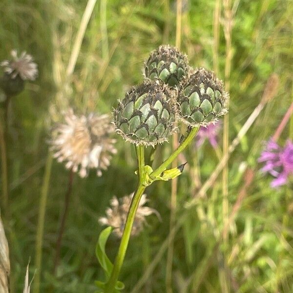 Centaurea scabiosa Цветок