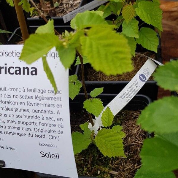 Corylus americana 整株植物