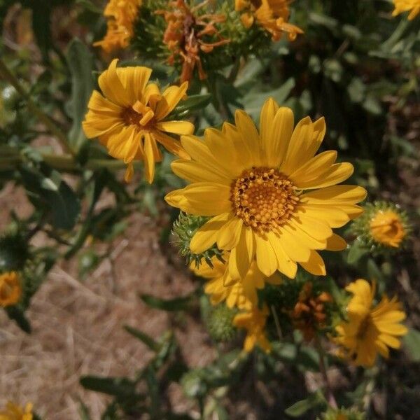 Grindelia squarrosa फूल