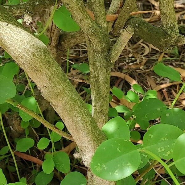 Capparis spinosa Rhisgl