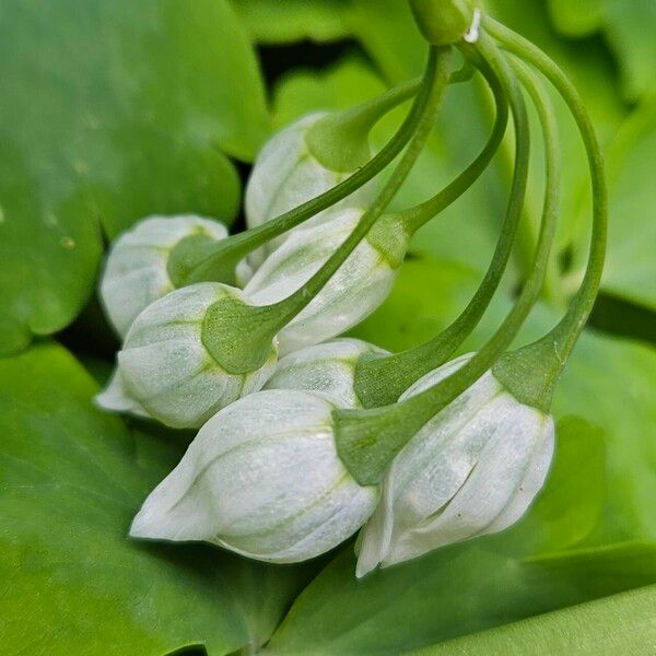 Allium triquetrum फूल