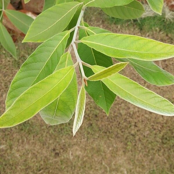 Holarrhena pubescens Fulla