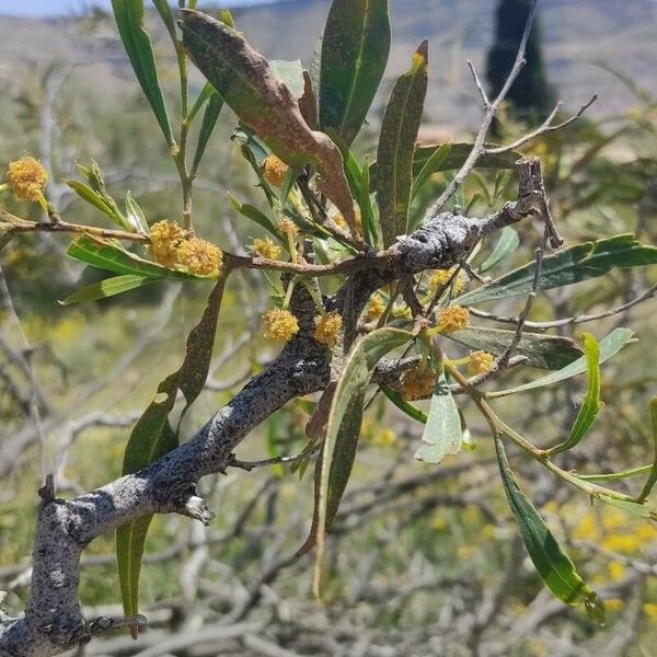 Acacia retinodes Flor