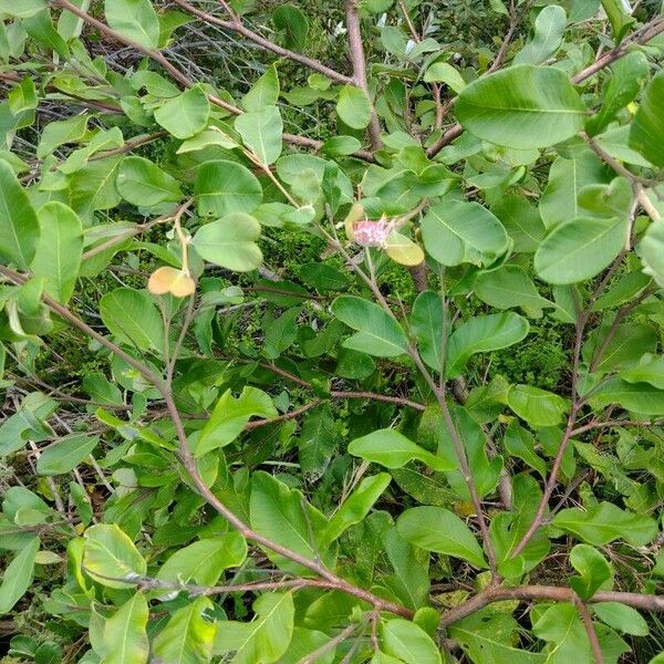 Grevillea macleayana Fuelha