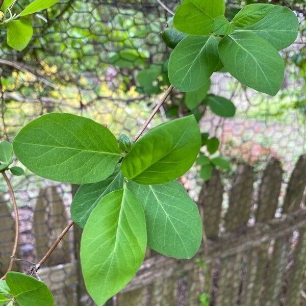 Lonicera caprifolium 叶