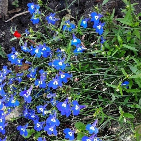 Lobelia erinus Celota