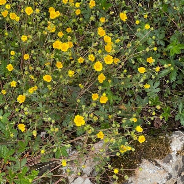 Potentilla crantzii Lorea