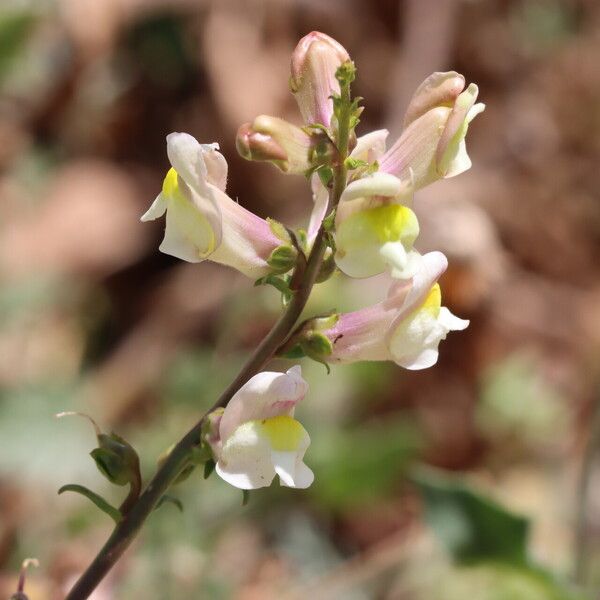 Antirrhinum siculum 花