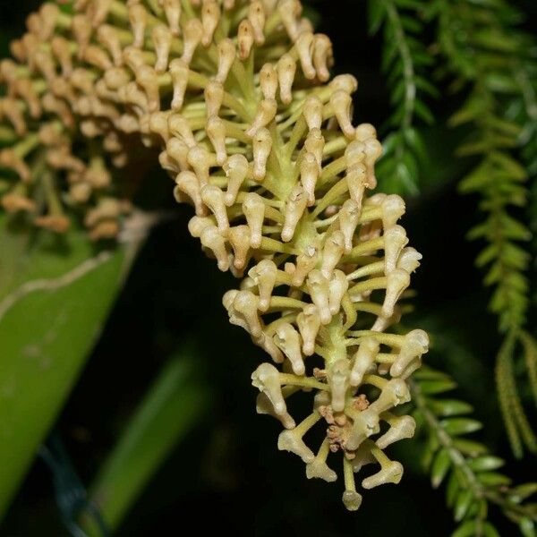 Aeridostachya robusta Fruit