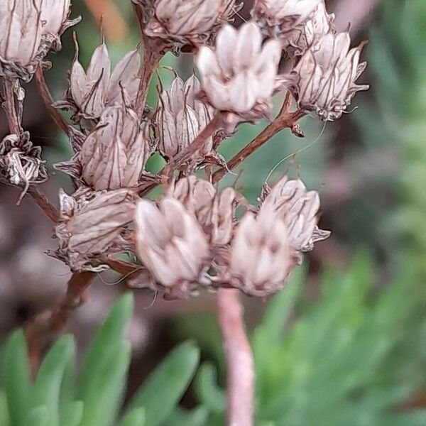 Petrosedum forsterianum Fruit