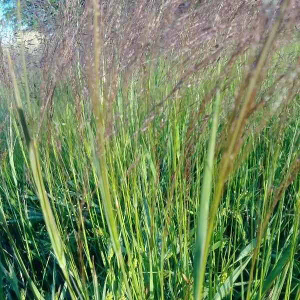 Muhlenbergia capillaris 其他