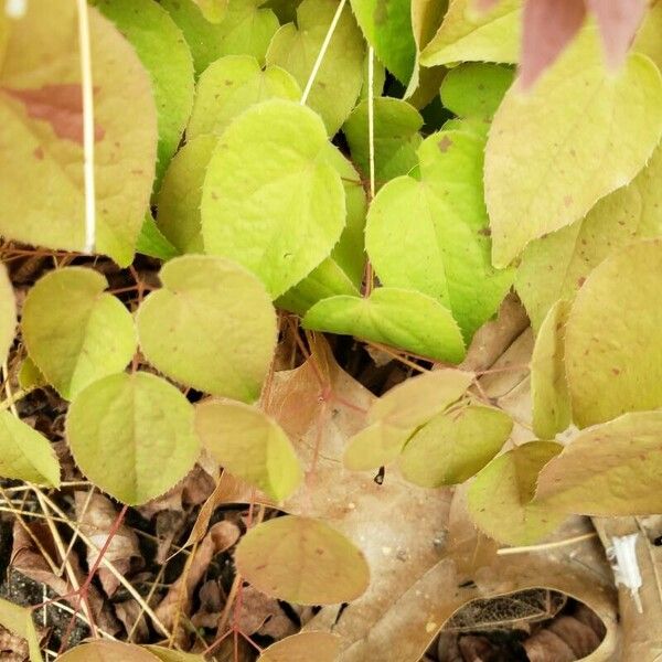 Epimedium grandiflorum Leaf