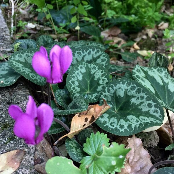 Cyclamen purpurascens Цветок