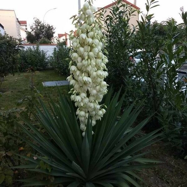 Yucca gloriosa Kwiat