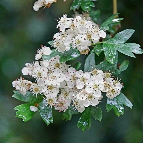 Crataegus azarolus Кветка