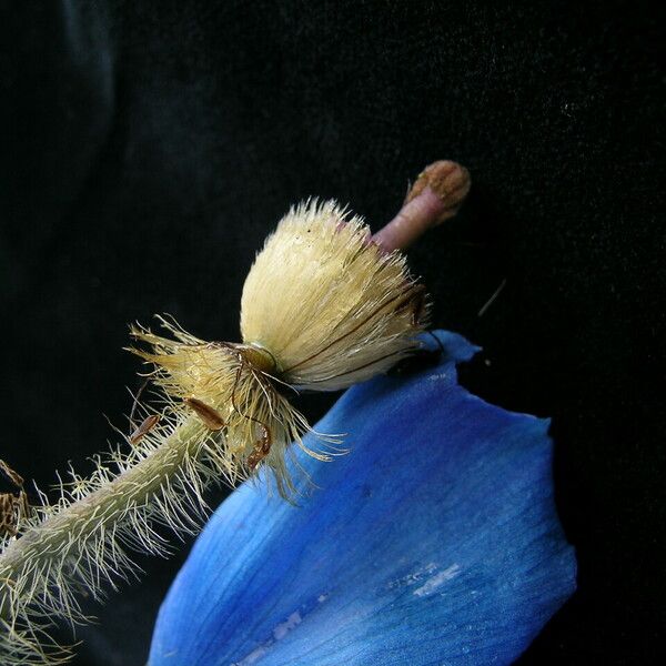 Meconopsis simikotensis عادت داشتن