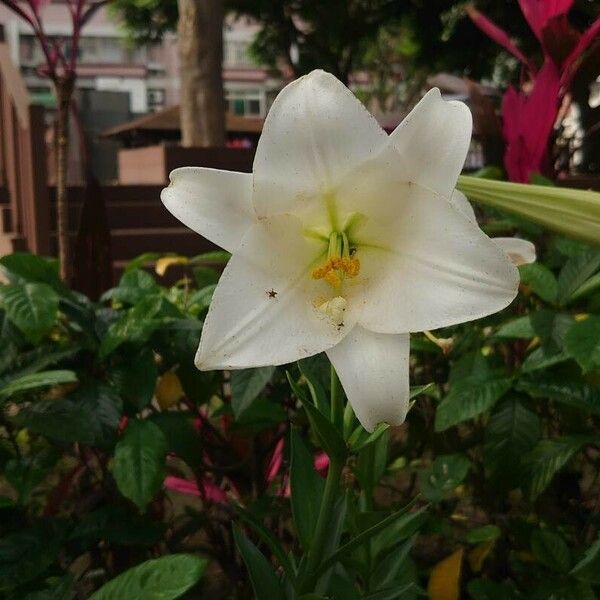 Lilium longiflorum Flor