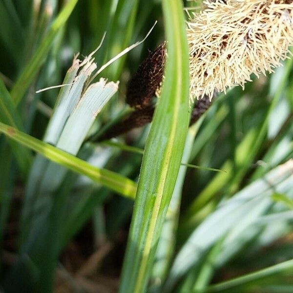 Carex acutiformis Blad