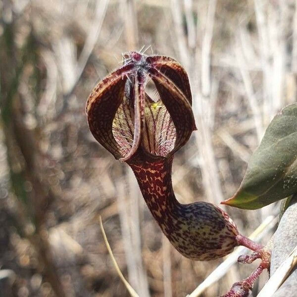 Ceropegia aristolochioides Flower