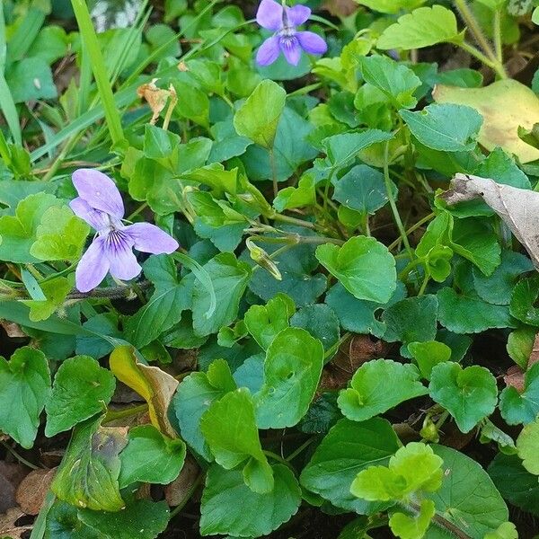 Viola riviniana Συνήθη χαρακτηριστικά