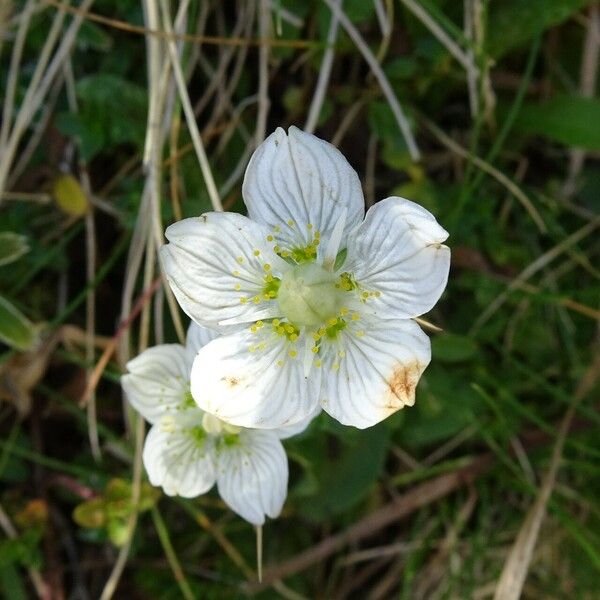 Parnassia palustris Цветок